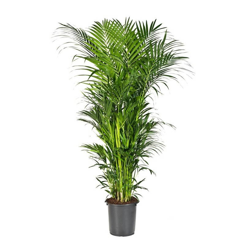 grote kentia palm