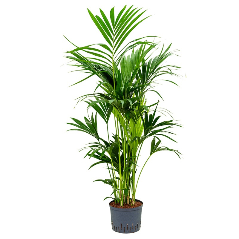 grote kentia palm op hydrocultuur