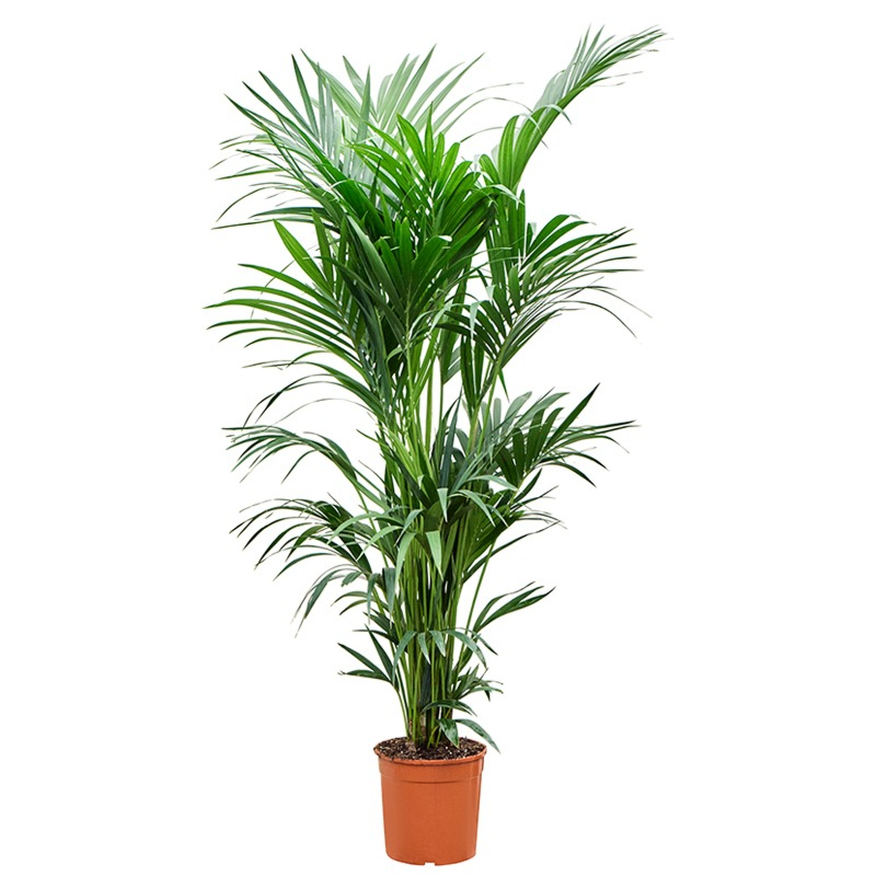 grote kentia palmen