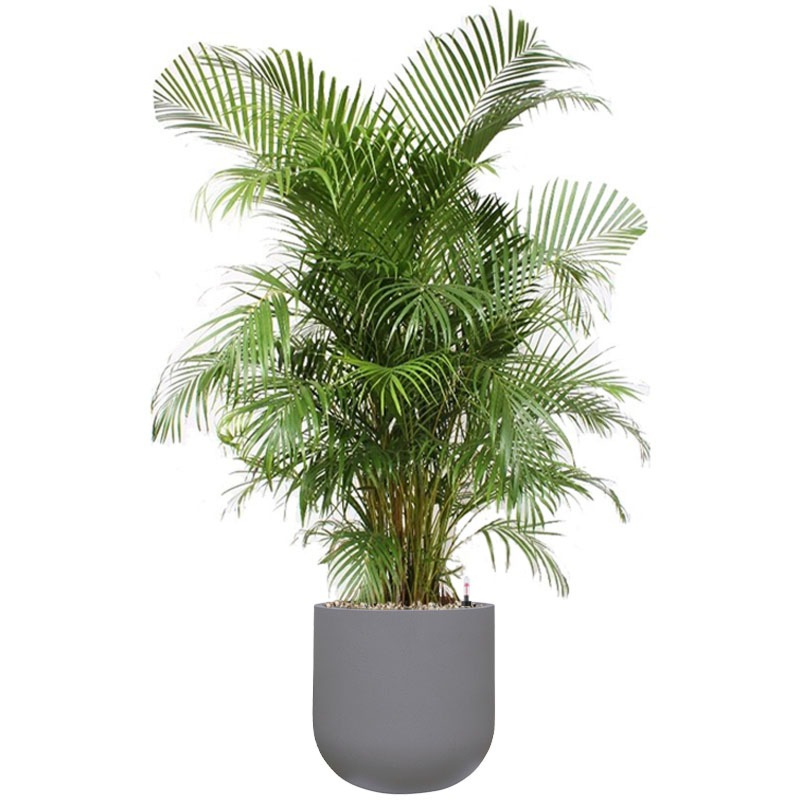 grote palm in grijze plantenbak