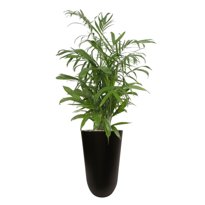 grote palm in zwarte pot