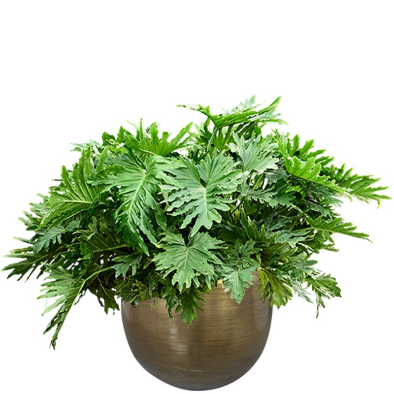 Philodendron selloum