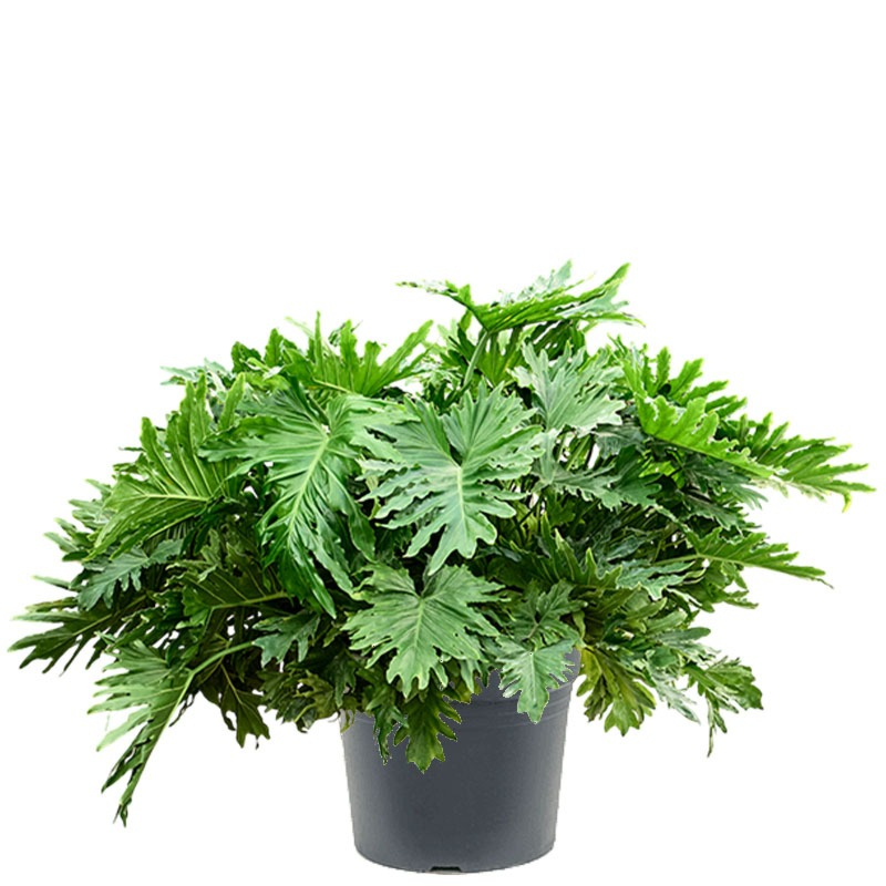 Philodendron selloum