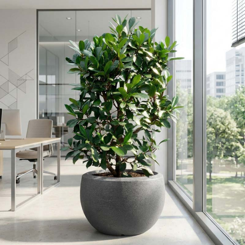 grote pot kantoorbeplanting capi