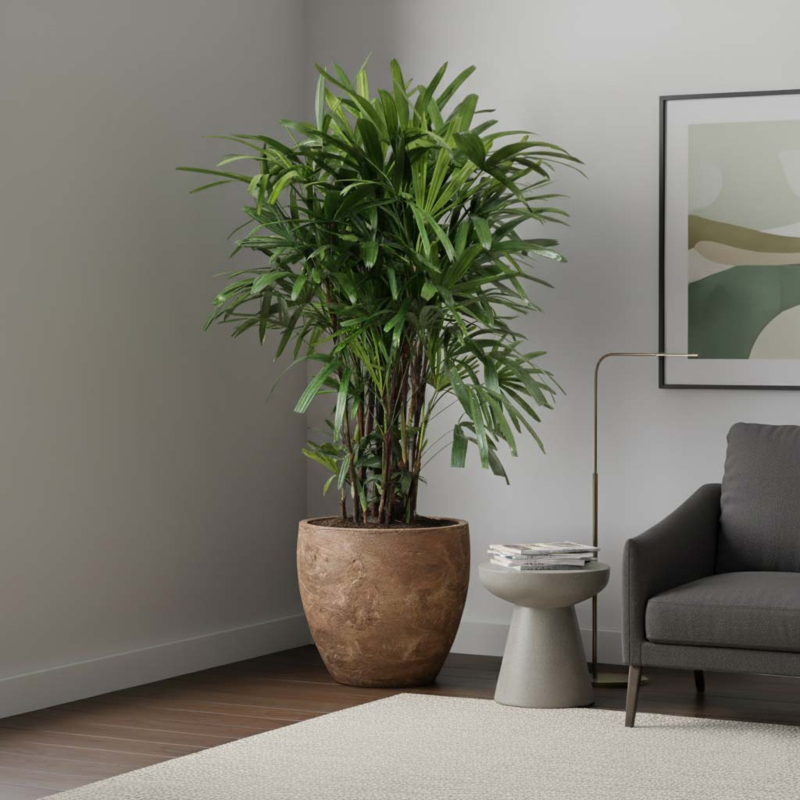 grote kamerplant palm op kantoor