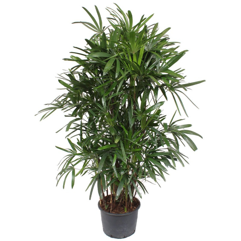 grote Rhapis excelsa schaduwplant