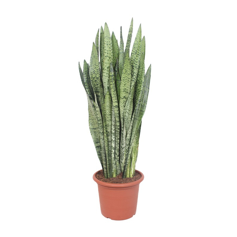 Grote sansevieria
