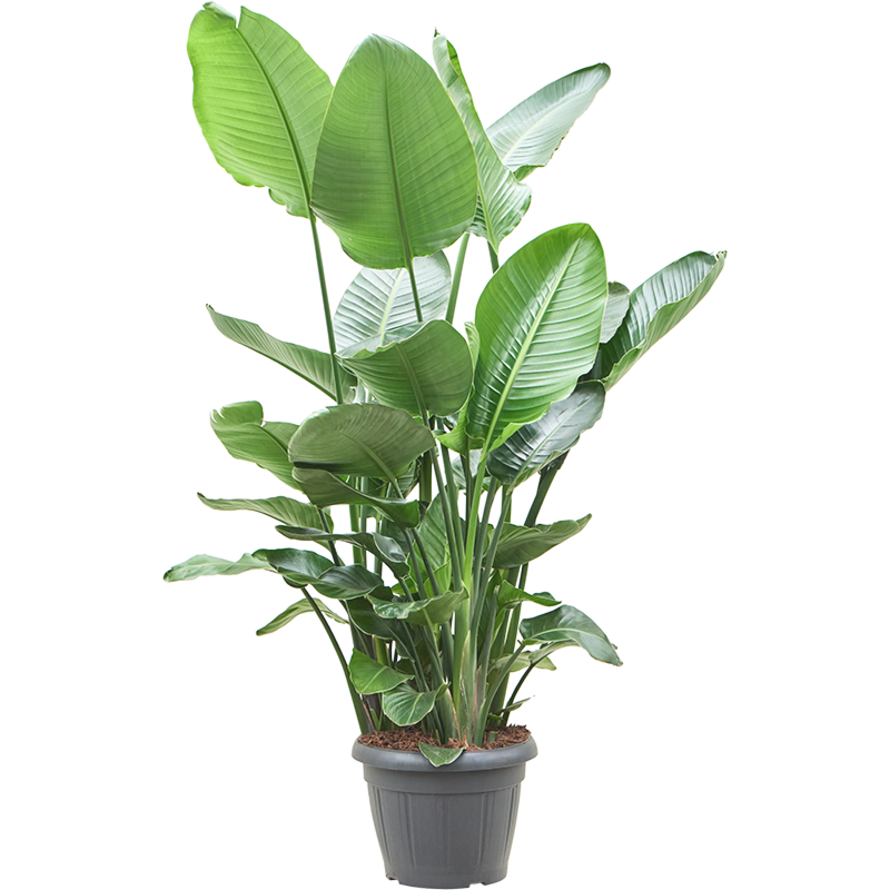 grote strelitzia kantoorplant