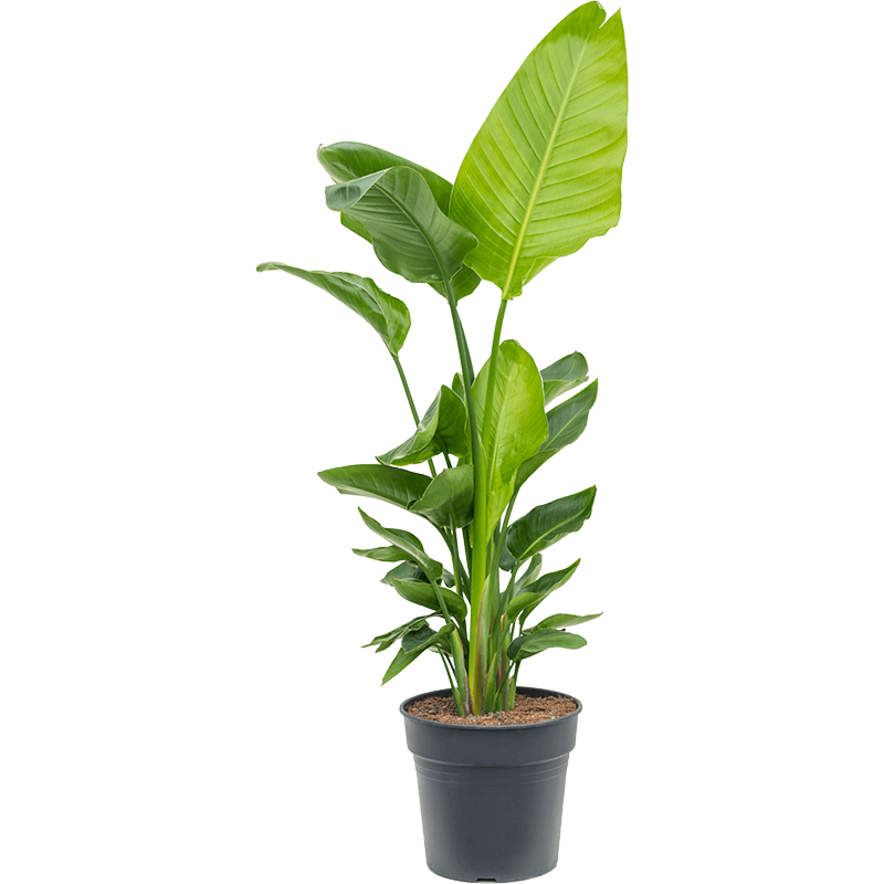 Grote strelitzia nicolai voor een plek op kantoor bij het raam
