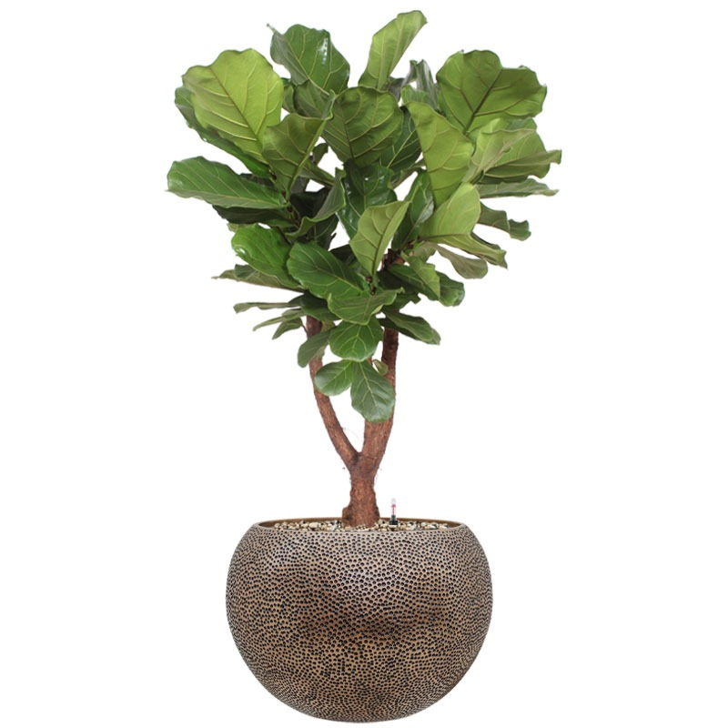 grote tabaksplant in gouden pot