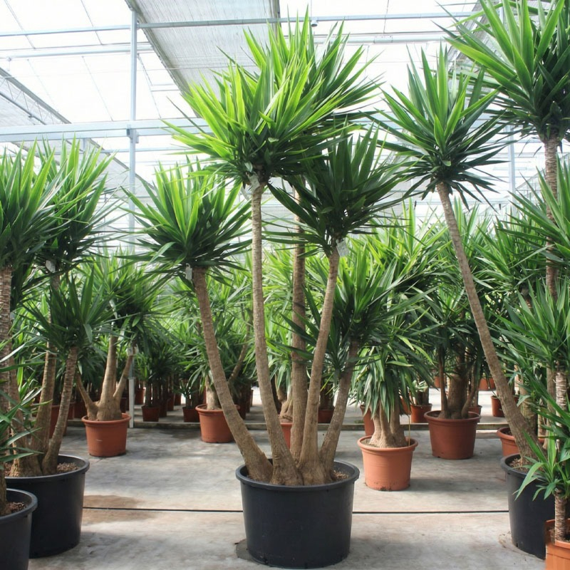 grote Yucca elephantipes boom