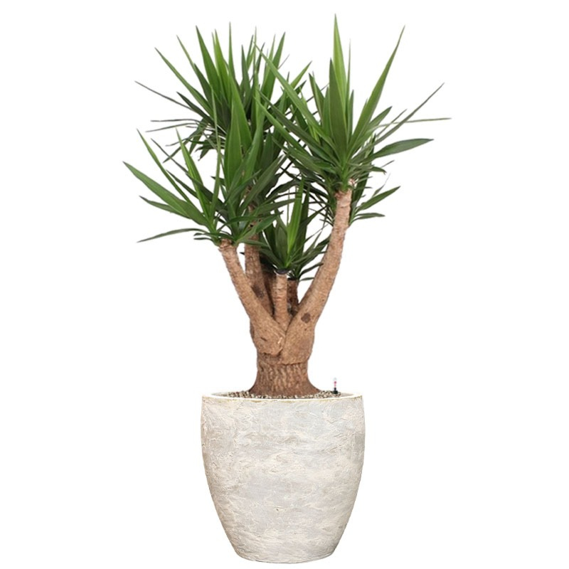 kantoorplant voor in de zon met witte pot