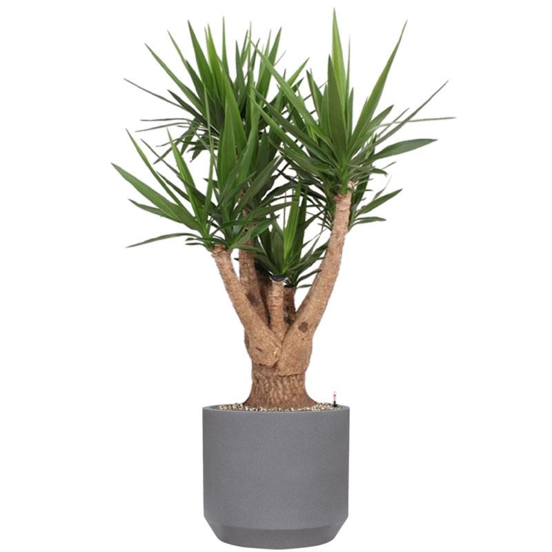 Yucca in grijze pot