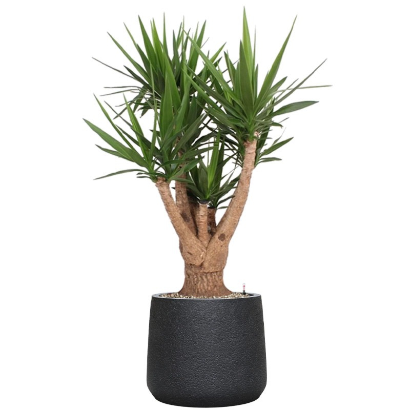 kantoorplant voor in de zon