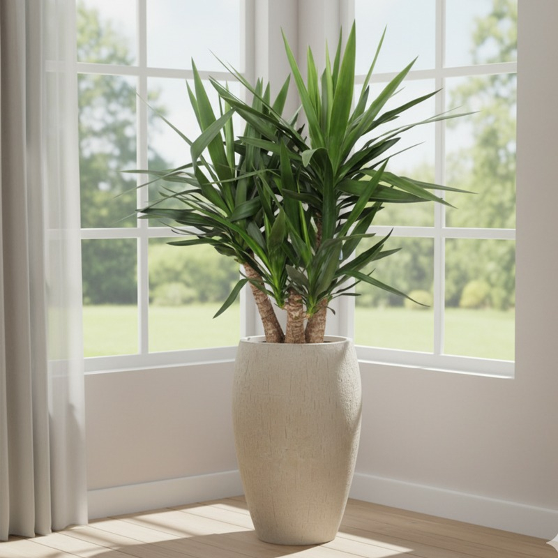 grote yucca kamerplant voor binnen