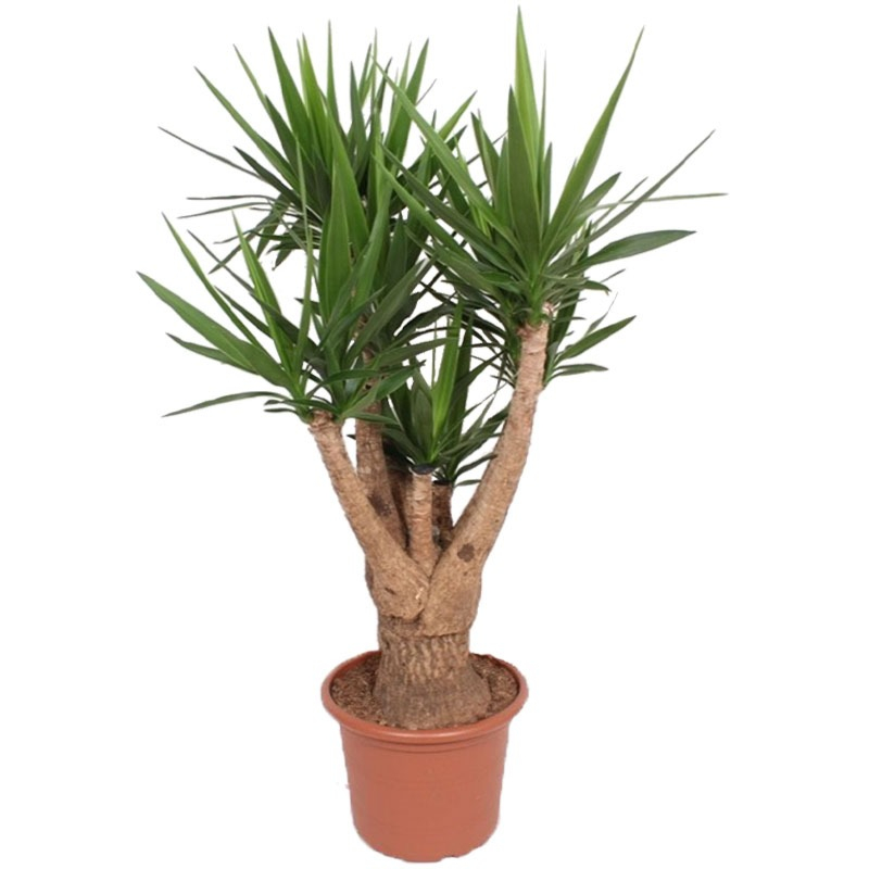 grote yucca voor kantoor