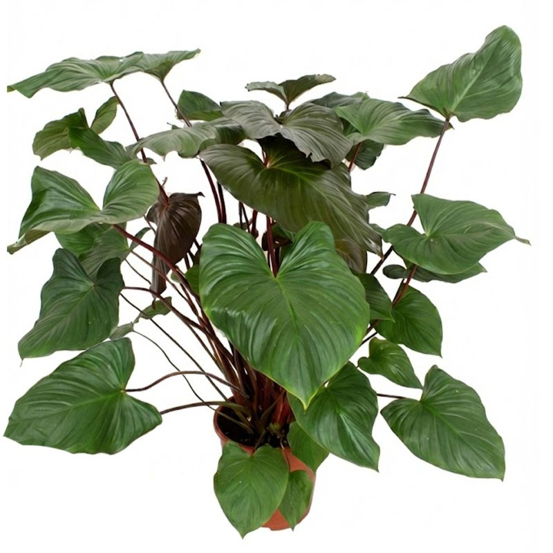 Homalomena rubescens Maggy plant 