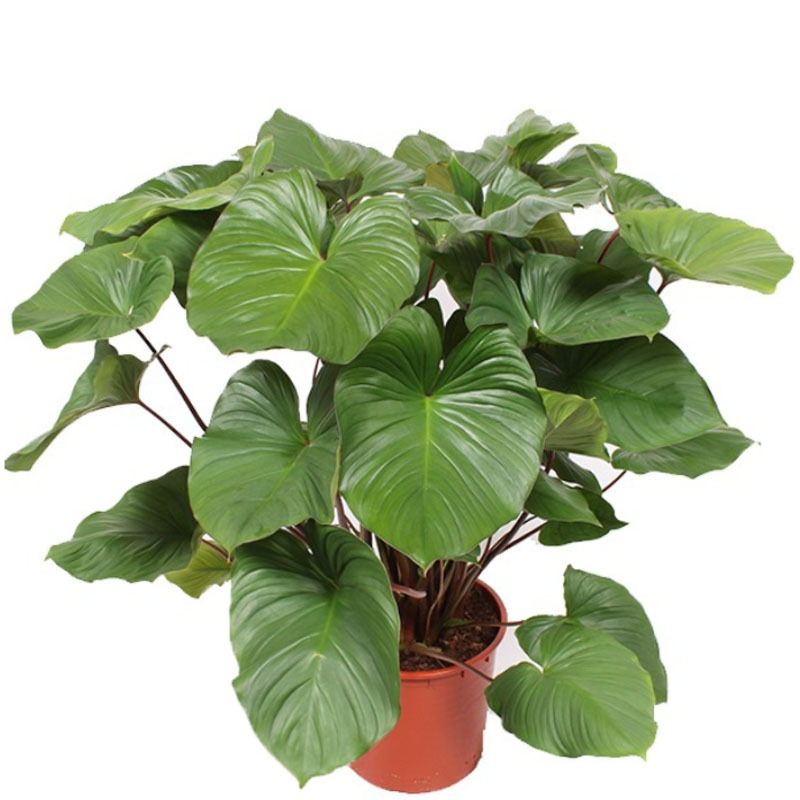 grote bladeren Homalomena 