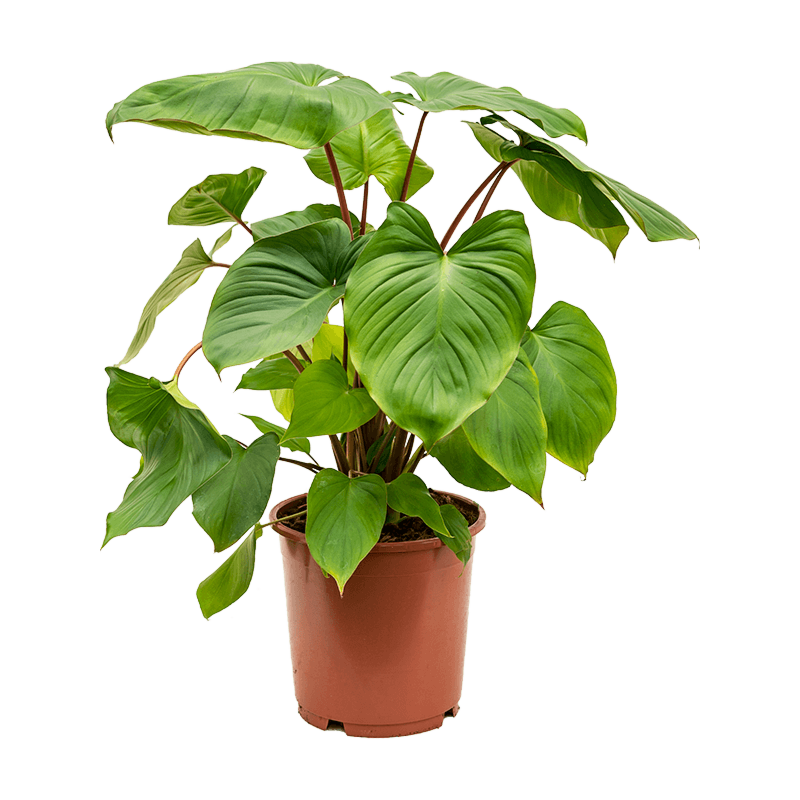 Homalomena sfeervolle kamerplant