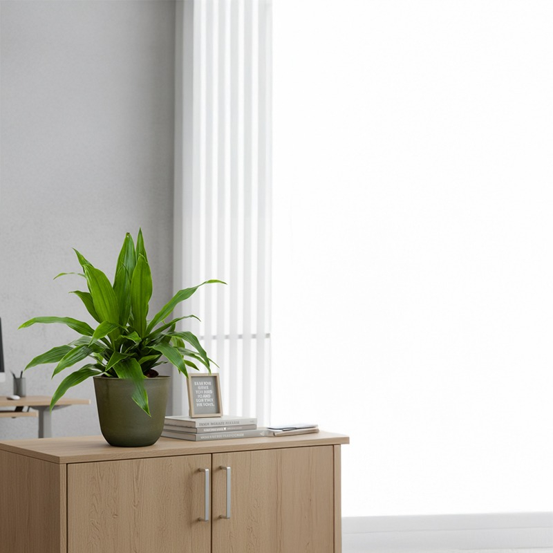 Dracaena kop op de kast