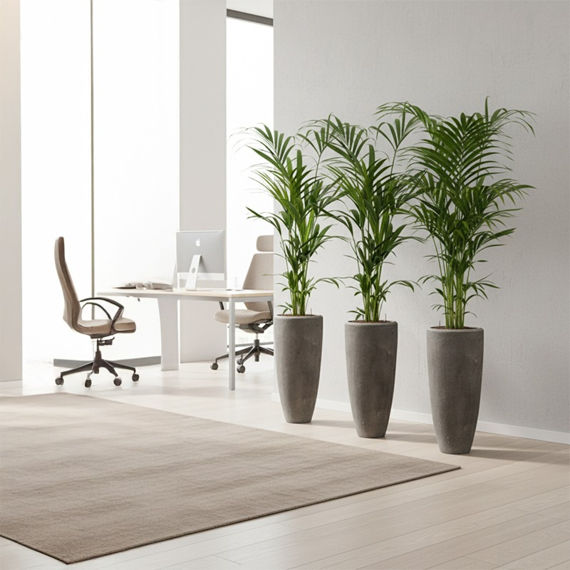 Hydro Kentia in plantenvaas op kantoor