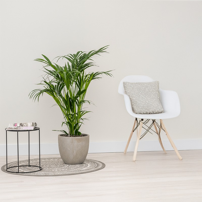 Hydro Kentia op kantoor, interieurbeplanting