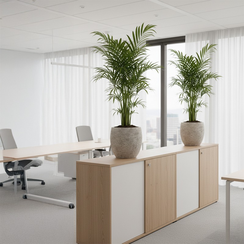 Hydrocultuur Kentia in ronde plantenbak