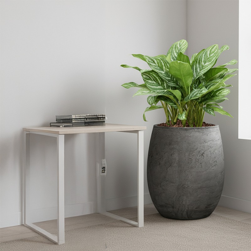 Hydrocultuur Aglaonema op kantoor