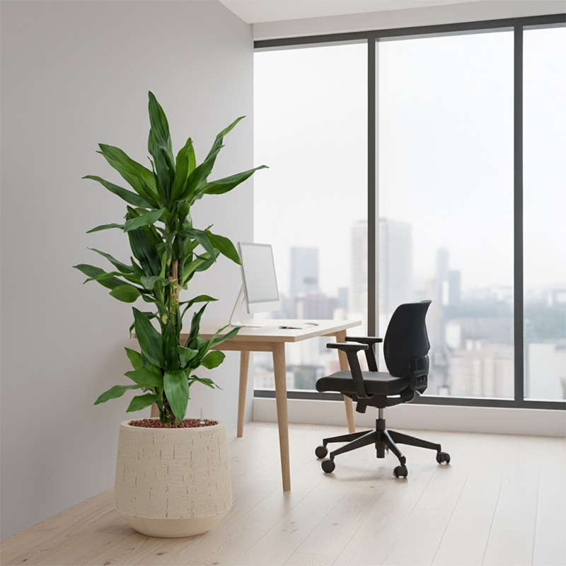 Dracaena op hydrocultuur voor kantoor