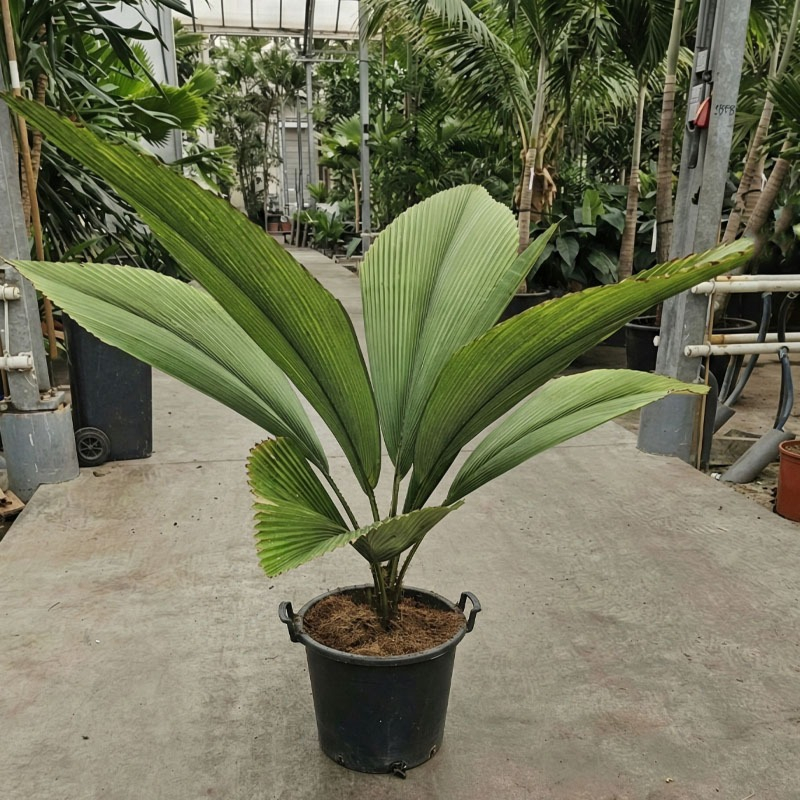 Johannesteijsmannia jasmaniana