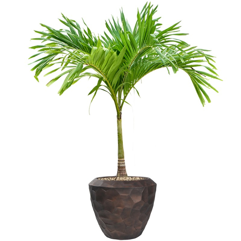veitchia palm met bloempot