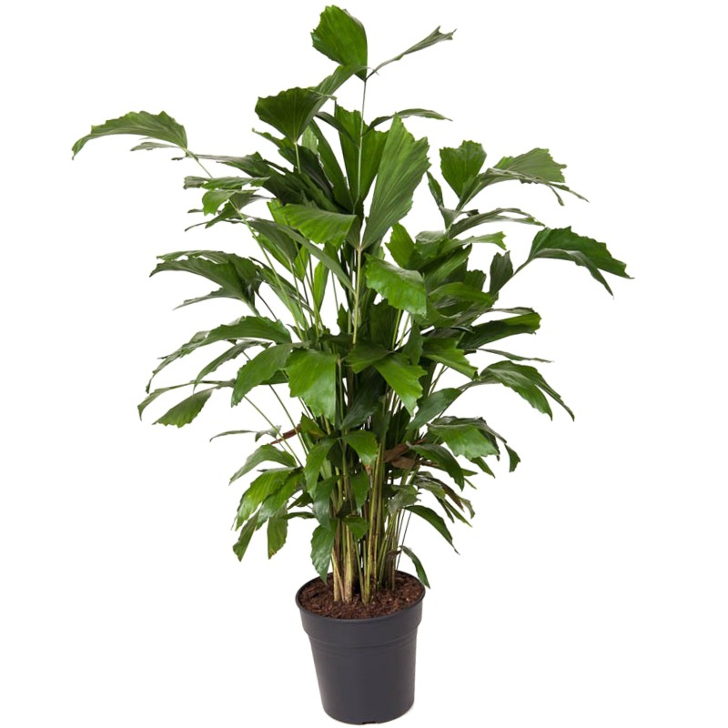 kantoorpalm