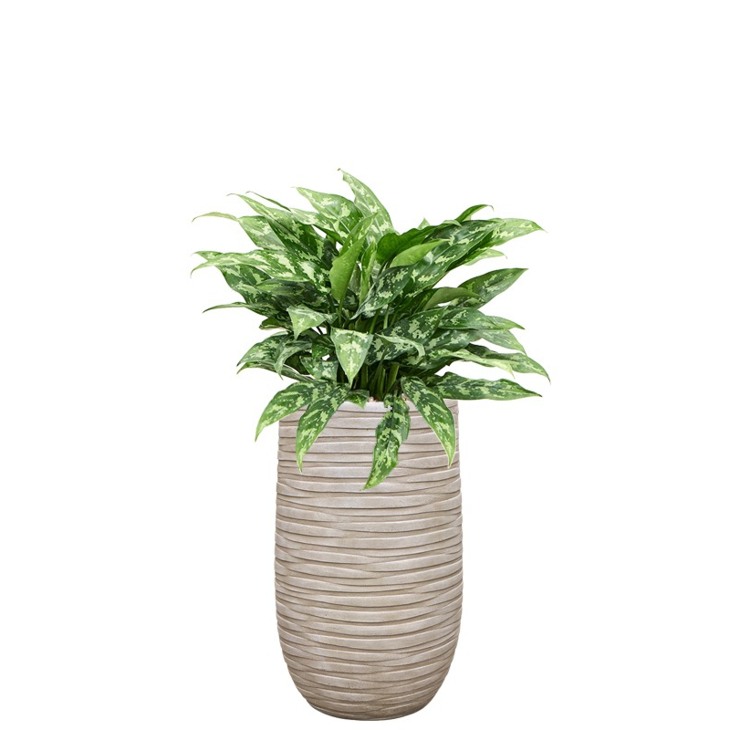 kantoorplant aglaonema in beige pot