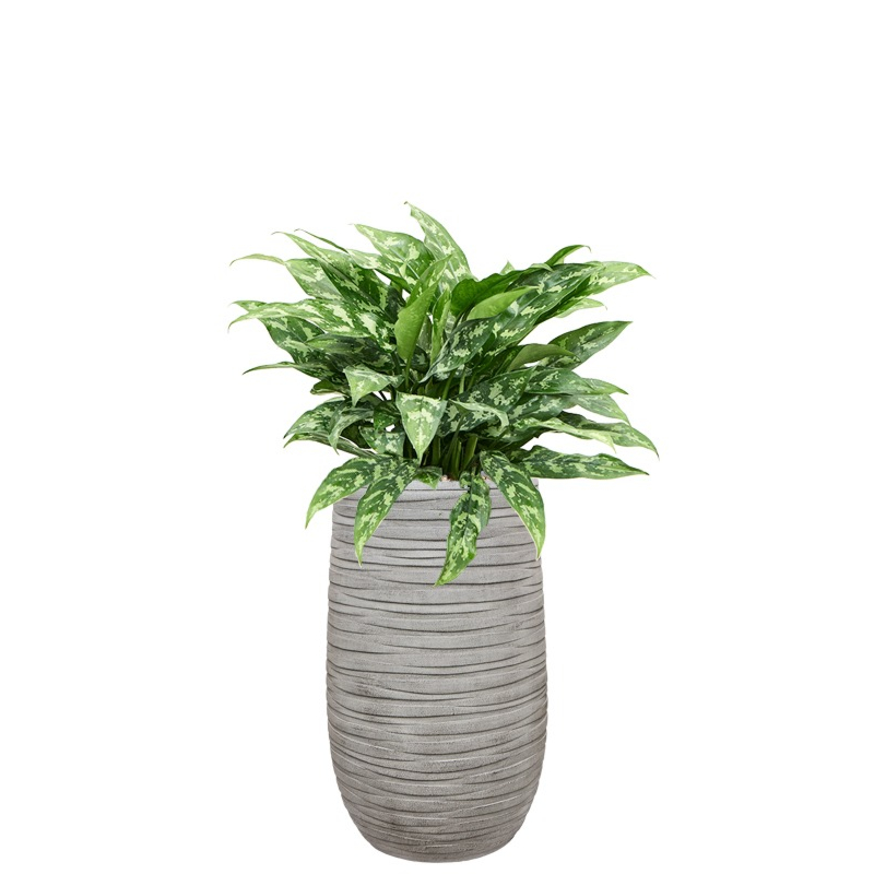 kantoorplant aglaonema in grijze pot