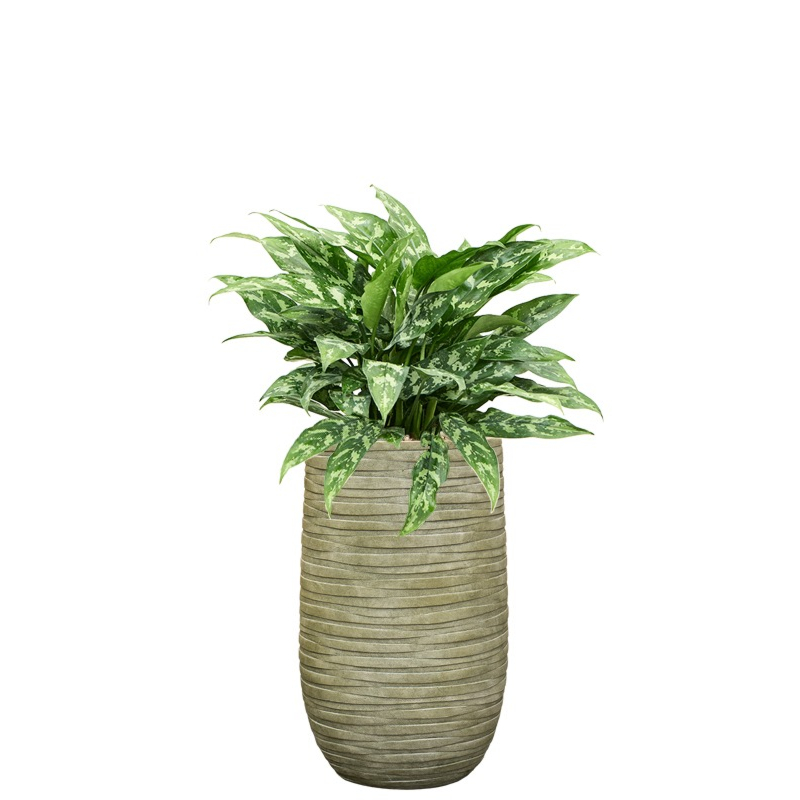 kantoorplant aglaonema in groene pot