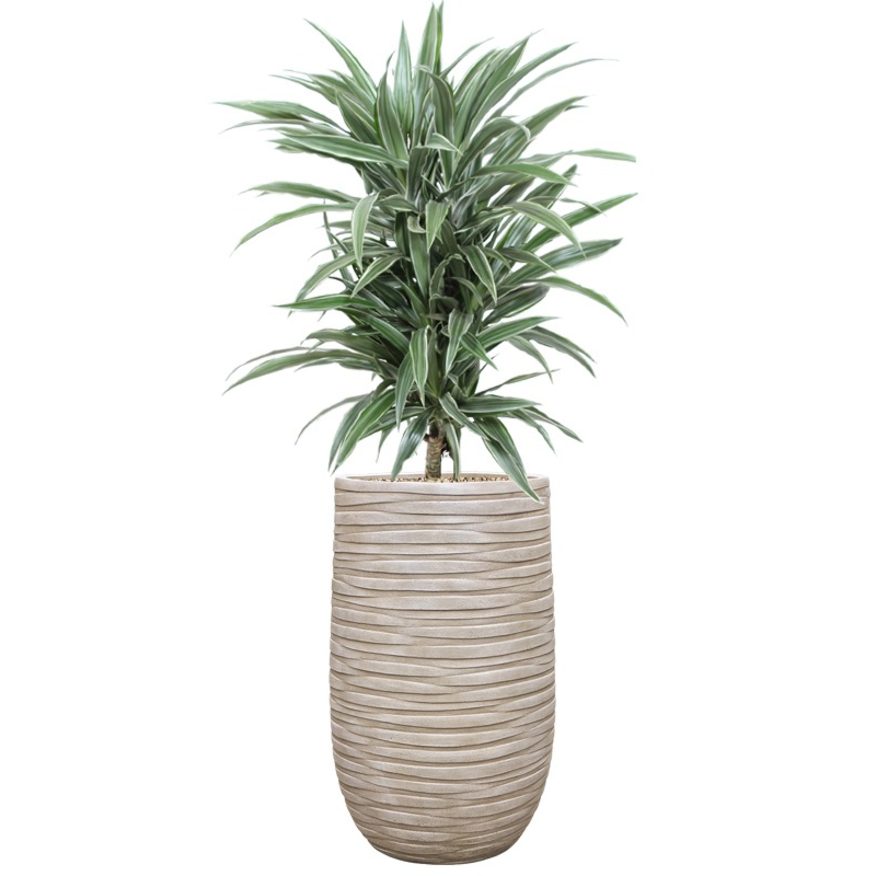 kantoorplant dracaena in beige pot