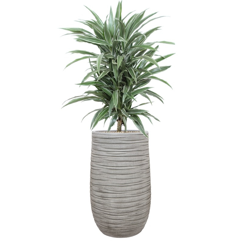 kantoorplant dracaena in grijze pot