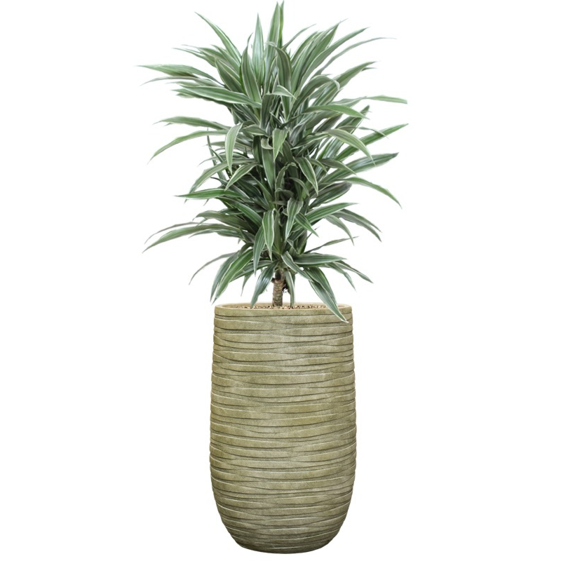kantoorplant dracaena in groene pot
