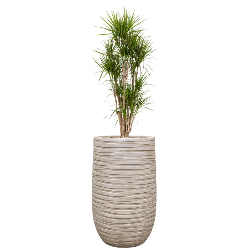 kantoorplant in beige plantenbak