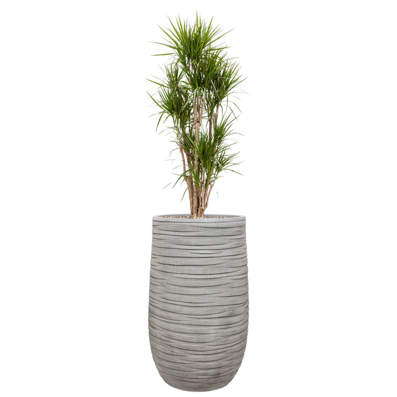 kantoorplant in grijze plantenbak