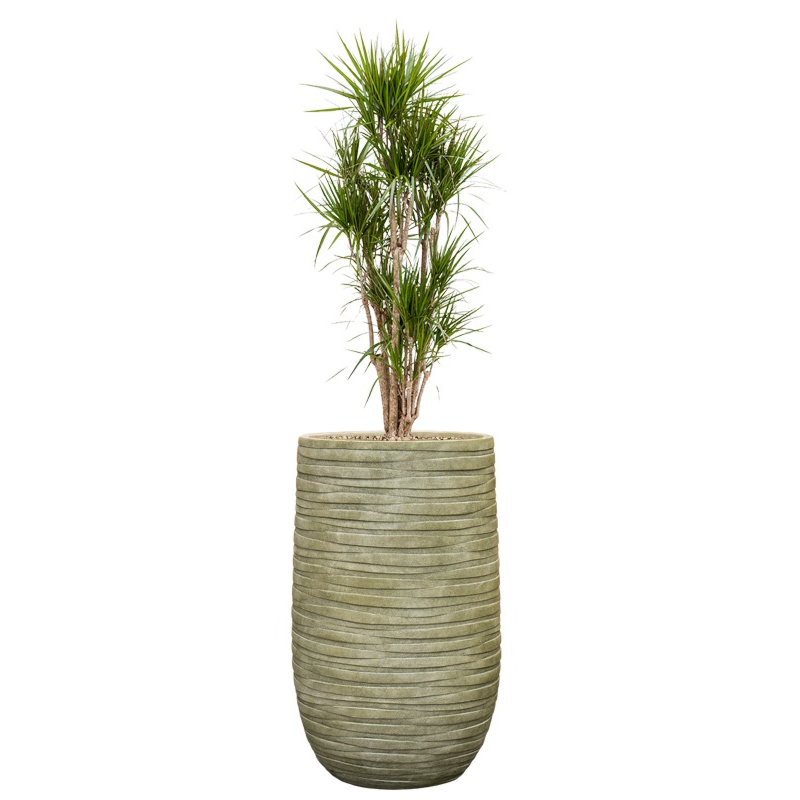 kantoorplant in groene plantenbak