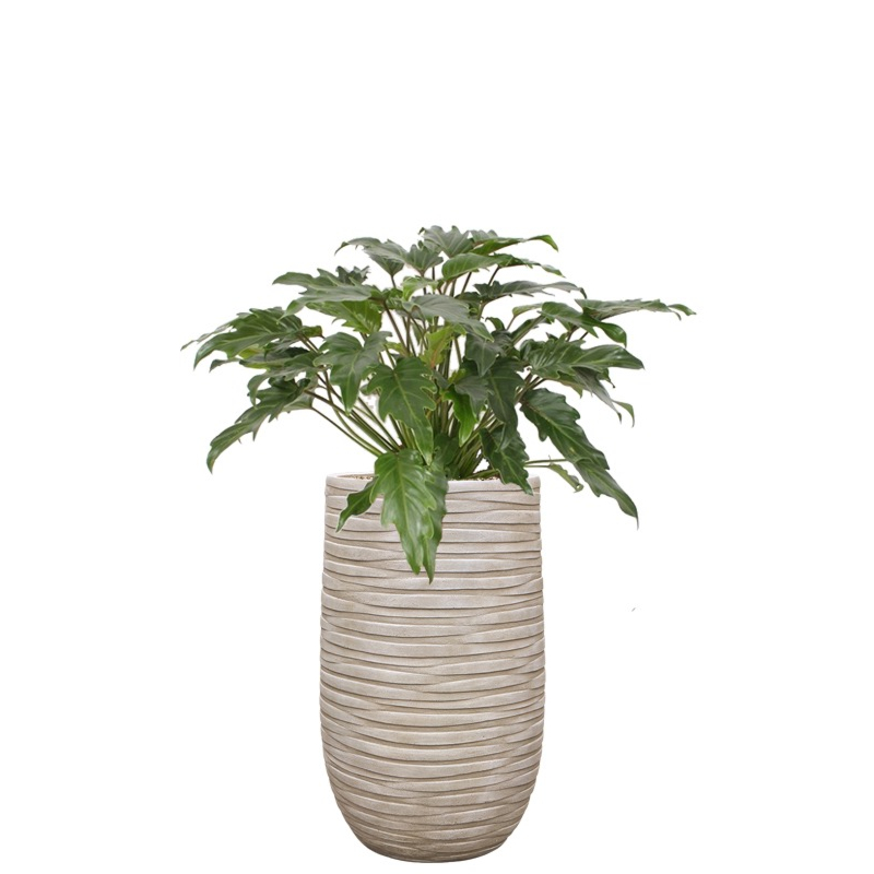 kantoorplant philodendron in beige pot