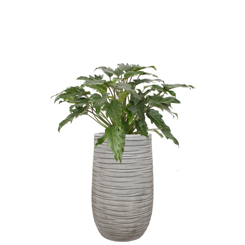 kantoorplant philodendron in grijze pot