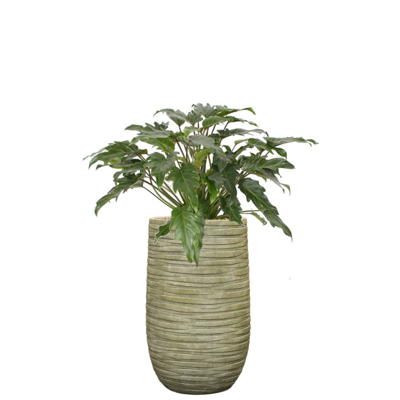 kantoorplant philodendron in groene pot
