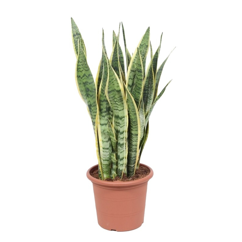 kantoorplant sansevieria
