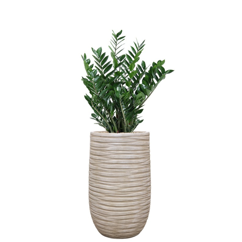 kantoorplant zamio in beige plantenbak