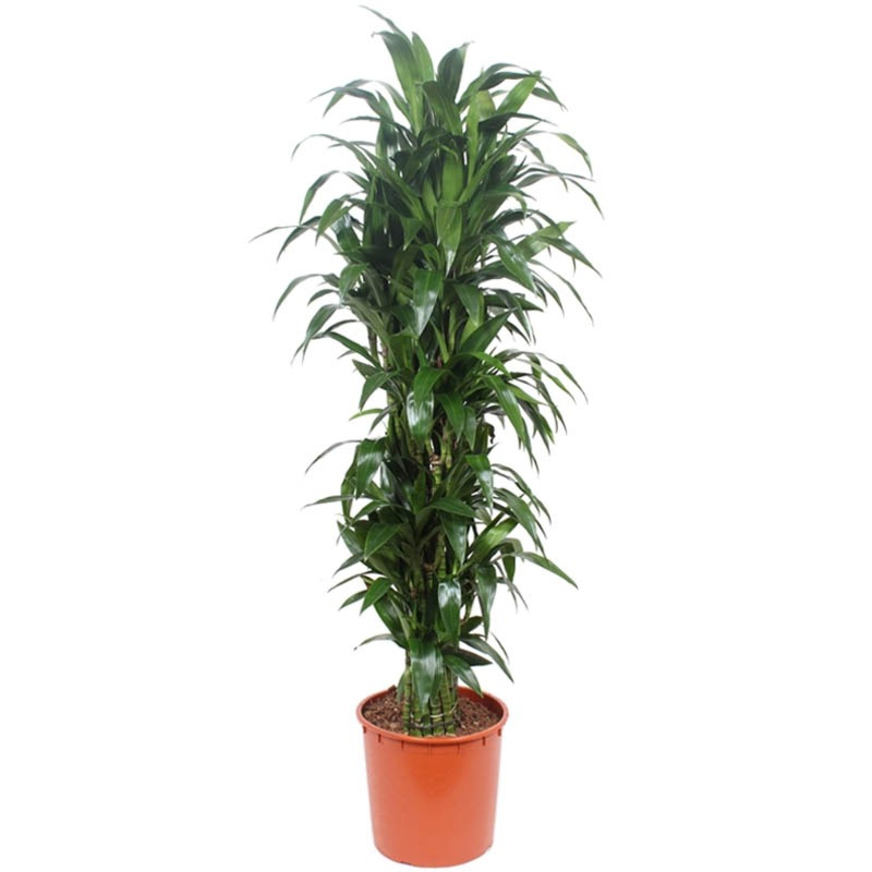 kantoorplanten Dracaena Janet Craig 