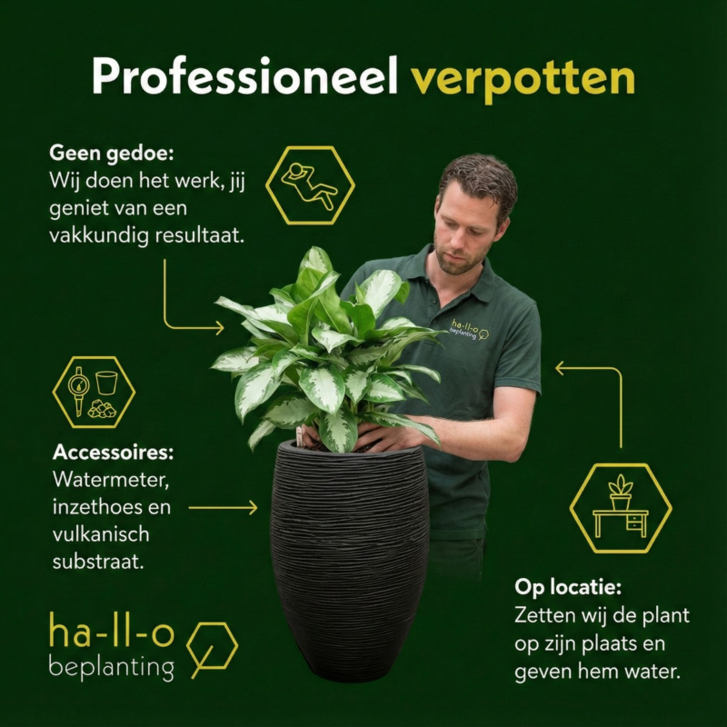 kantoorplanten verpotten