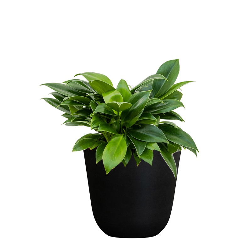 Philodendron mix (6x)