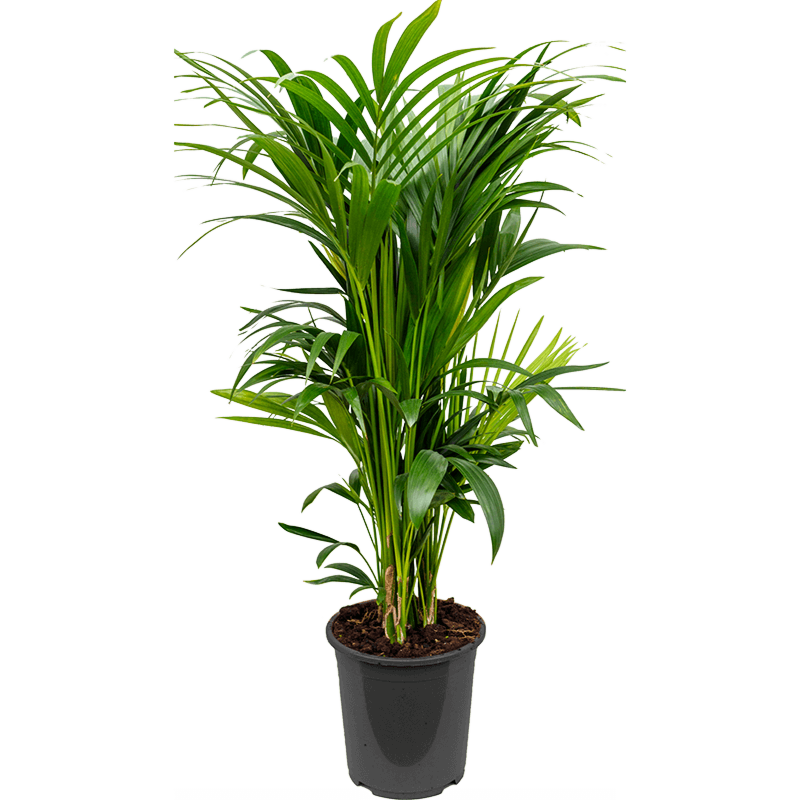 Kentia kantoorpalm